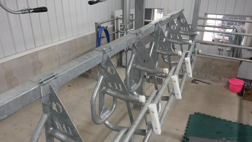 LEO Parallel Lift dairy parlor — cows in 90° stalls with rapid exit lift bar system