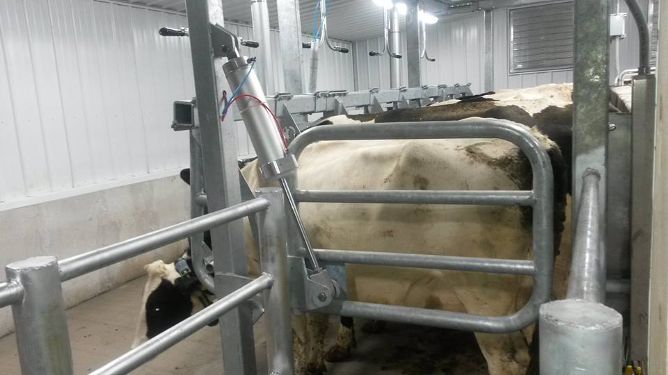 Parallel lift parlor entrance gate — smooth automated cow entry system