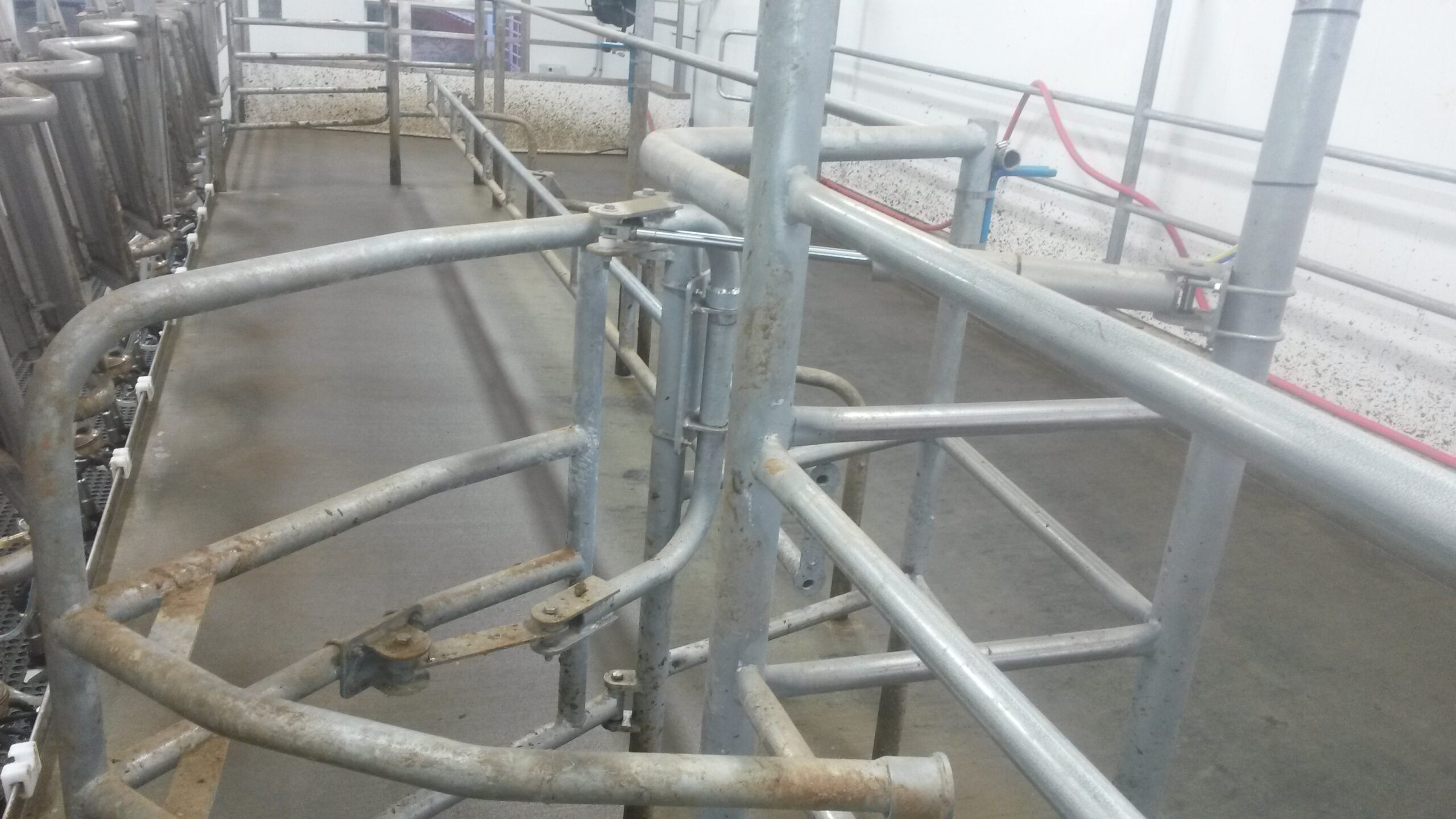 Parrabone parlor entrance gate detail — cow guidance system for efficient parlor entry