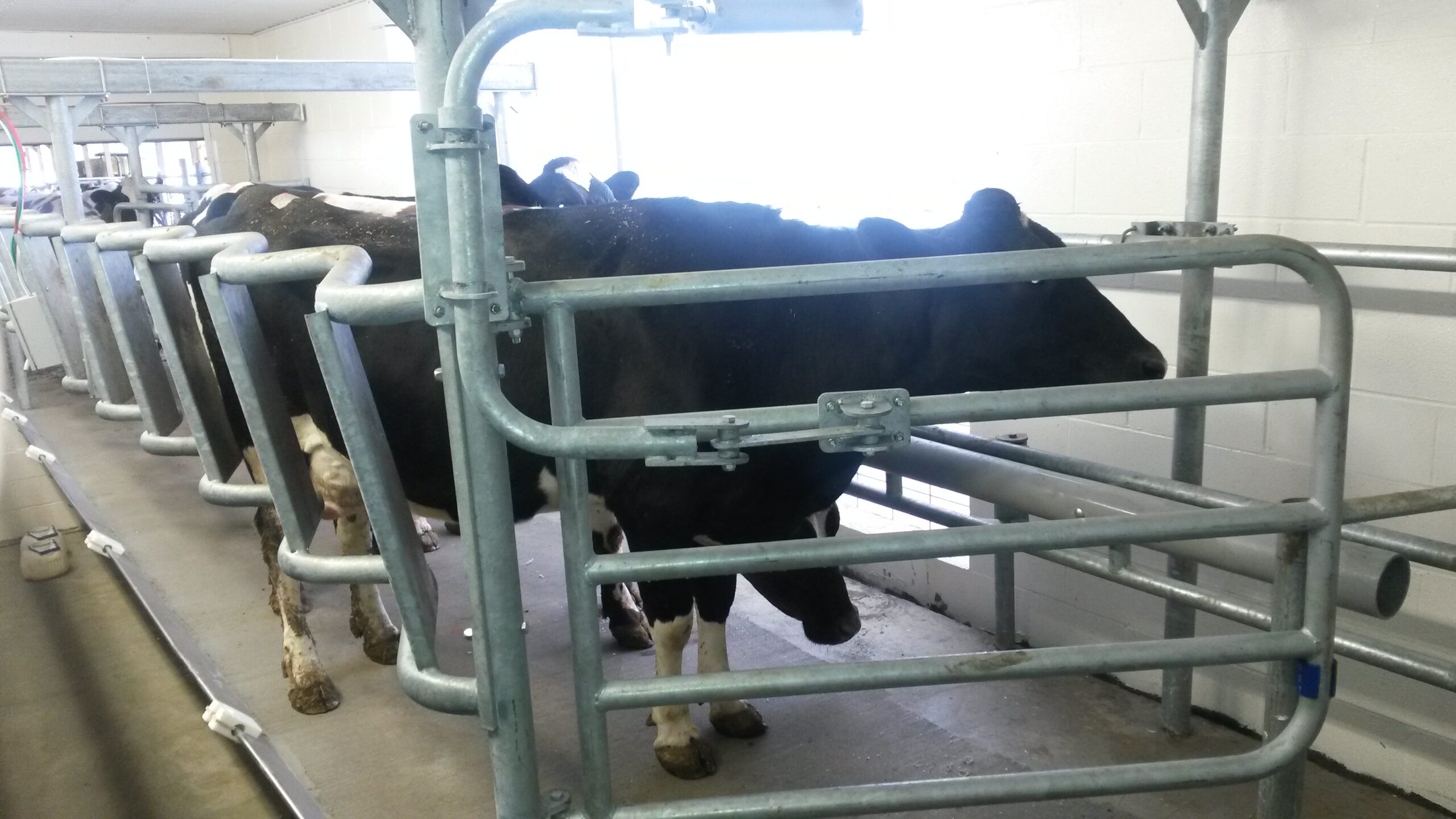 Parrabone exit gate — rapid cow exit after milking