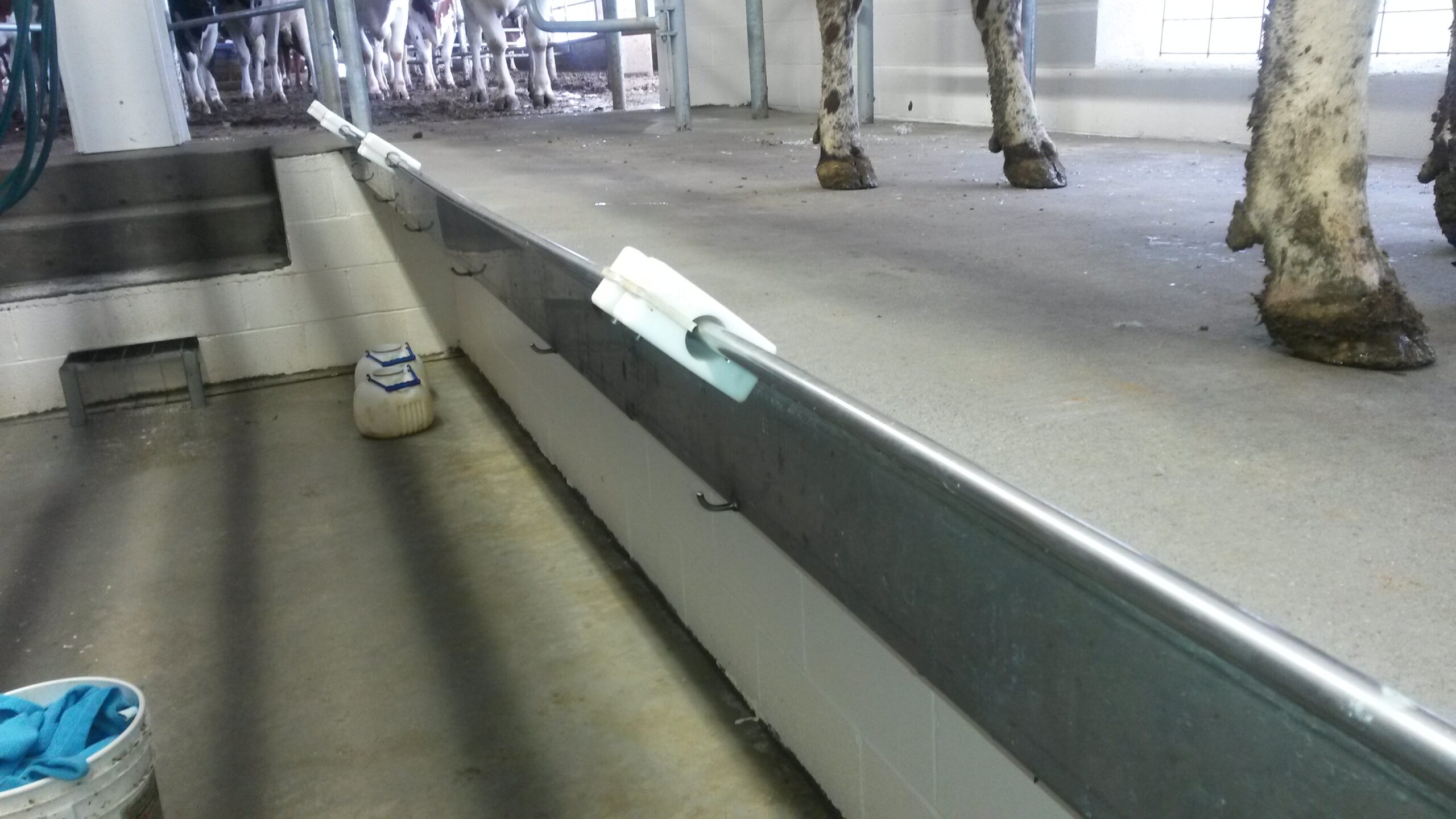 Dairy parlor concrete curbing detail — standard across all LEO stall systems for pit safety