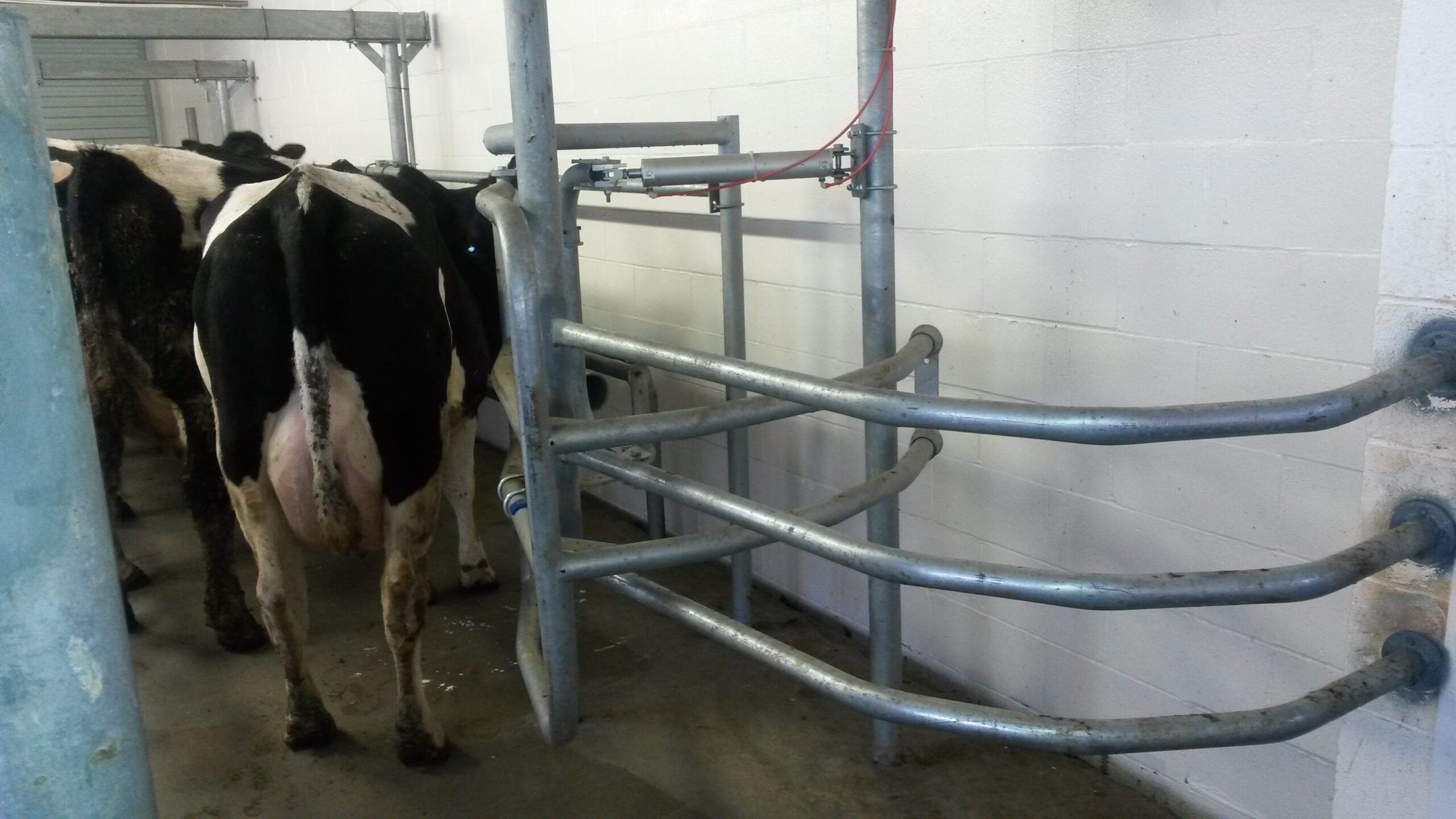 Parrabone entrance gate — smooth cow entry for walk-through parlor