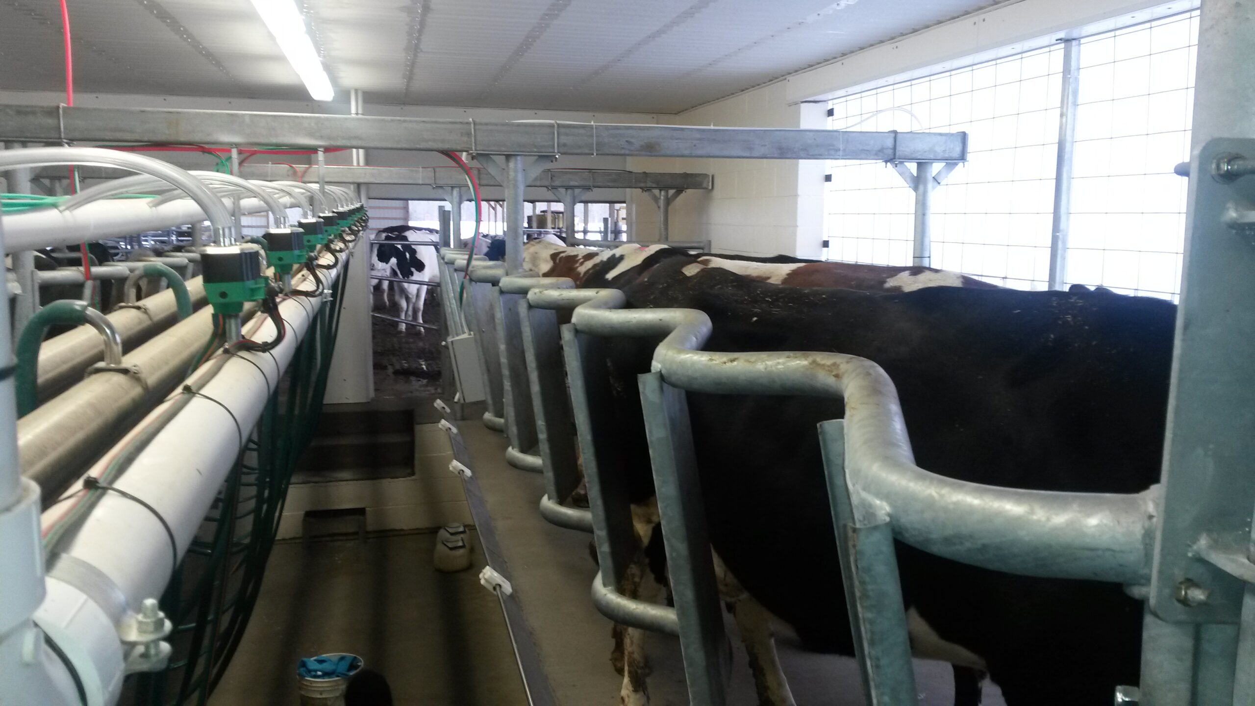 Parrabone walk-through dairy milk stalls with cows — 70° double-sine design for cow comfort and milking efficiency