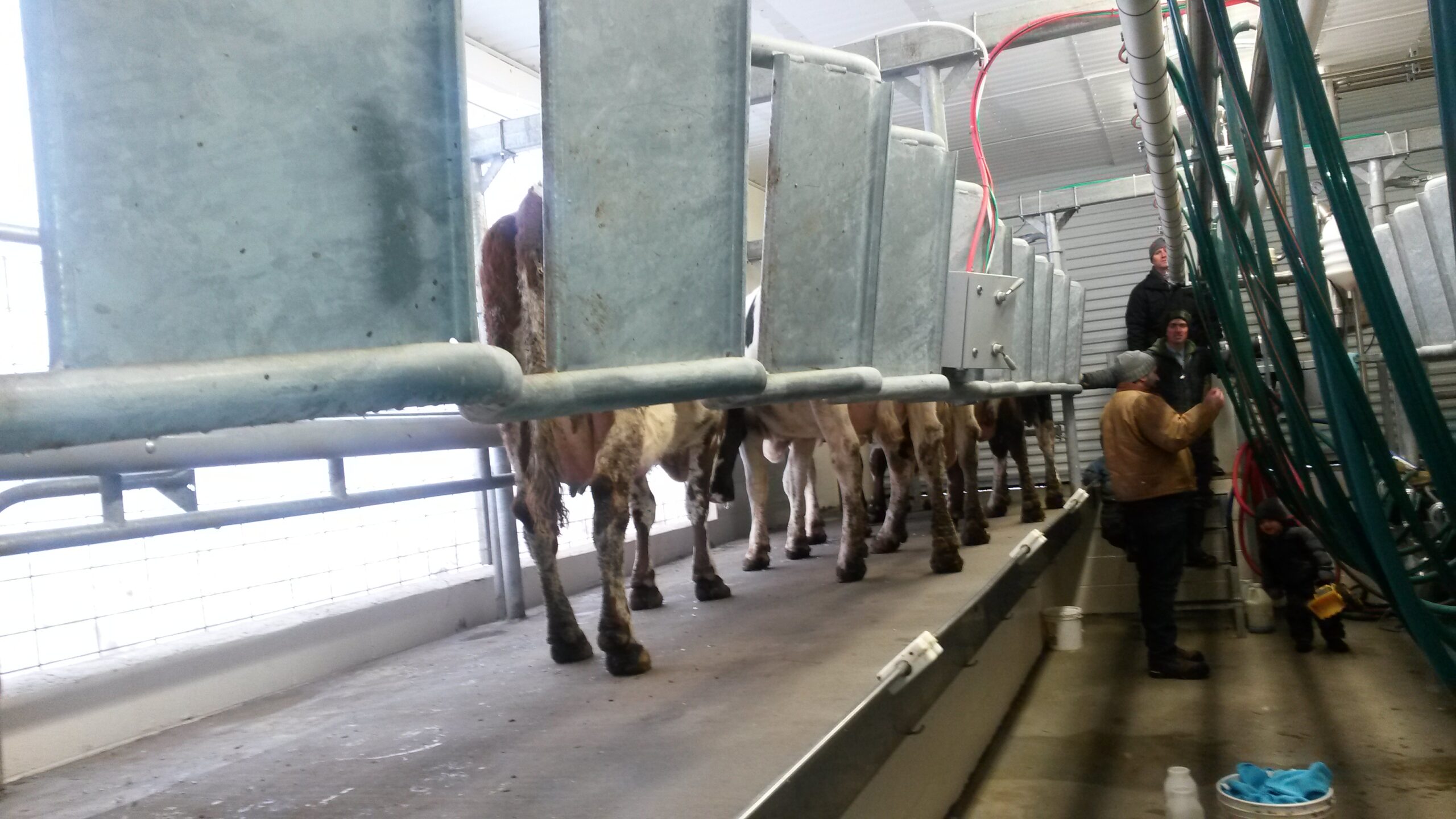 Parrabone stall rear manure shields — keep operator pit clean and safe