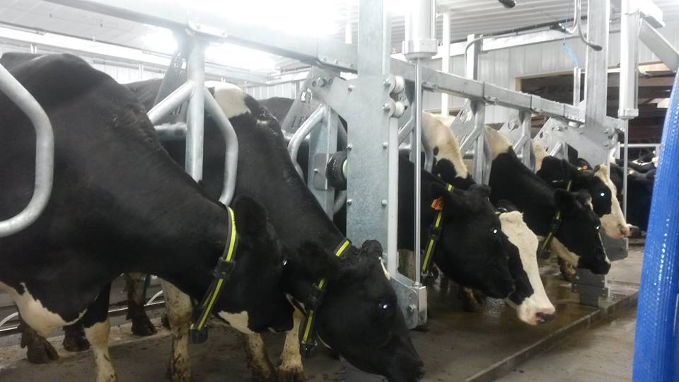 LEO Gold Lift heavy duty parallel lift parlor — automatic indexing stall